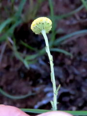 Pentzia sphaerocephala