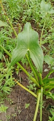 Sagittaria