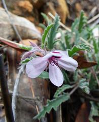 Pelargonium tricolor