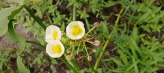 Sagittaria