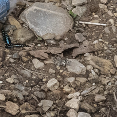Caprona agama