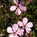 Acmadenia tetragona - Photo no hay derechos reservados, subido por Di Turner