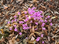 Cyclamen hederifolium