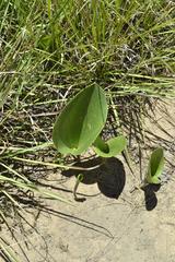 Eriospermum cooperi cooperi