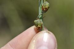 Eriospermum cooperi cooperi