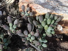 Curio crassulifolius