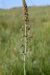 Eriospermum cooperi cooperi