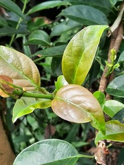 Urceola micrantha