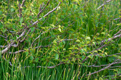 Betula pubescens pumila