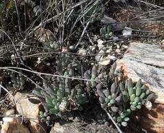 Curio crassulifolius