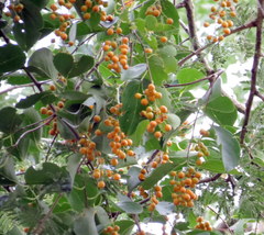 Celastrus paniculatus