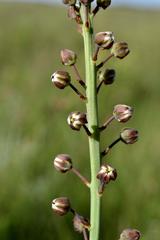 Eriospermum cooperi cooperi