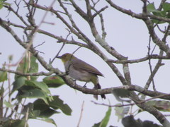 Pycnonotus xantholaemus