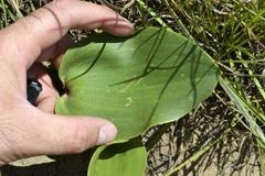 Eriospermum cooperi cooperi