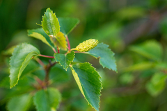 Betula pubescens pumila