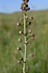 Eriospermum cooperi cooperi