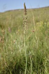 Eriospermum cooperi cooperi