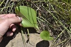 Eriospermum cooperi cooperi