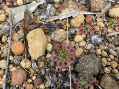 Drosera callistos