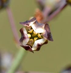 Eriospermum cooperi cooperi