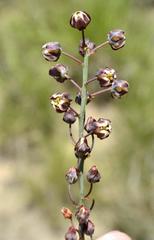 Eriospermum cooperi cooperi