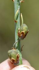 Eriospermum cooperi cooperi