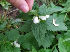 Lamium album