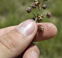 Eriospermum cooperi cooperi