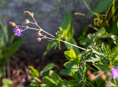 Geranium laetum