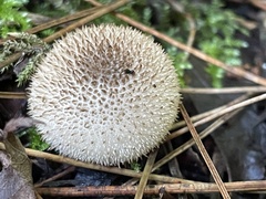 Lycoperdon bispinosum