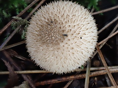 Lycoperdon bispinosum
