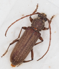 Hololeprus variolosus