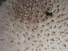 Lycoperdon bispinosum