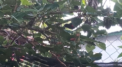 Ramphocelus passerinii