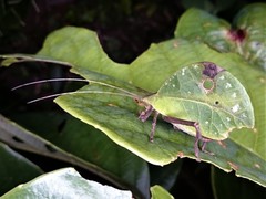 Typophyllum mortuifolium