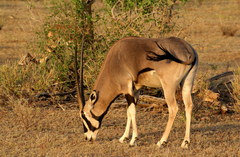 Oryx beisa beisa