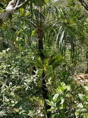 Aechmea novoae