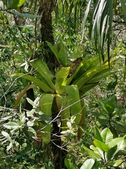 Aechmea novoae