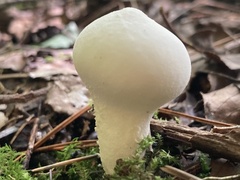 Lycoperdon spadiceum