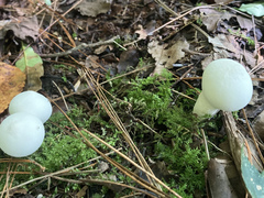 Lycoperdon spadiceum