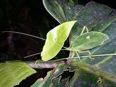 Typophyllum mortuifolium