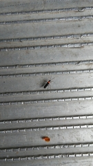 Pseudoxenetus regalis