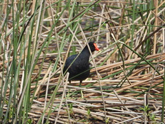 Gallinula galeata