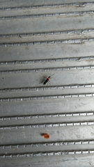 Pseudoxenetus regalis