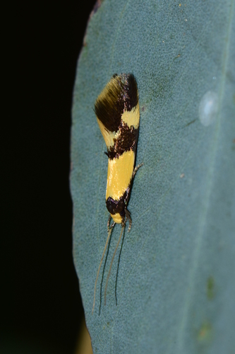 Opogona comptella