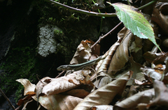 Darevskia daghestanica