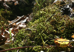 Darevskia daghestanica