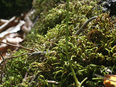 Darevskia daghestanica