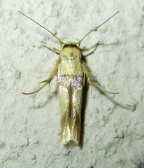 Stathmopoda luminata