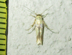 Stathmopoda luminata